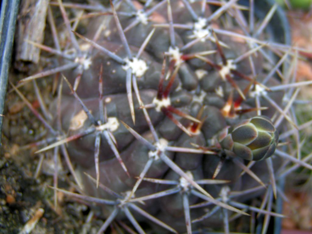 Gymnocalycium Gibosum v. Chubutense